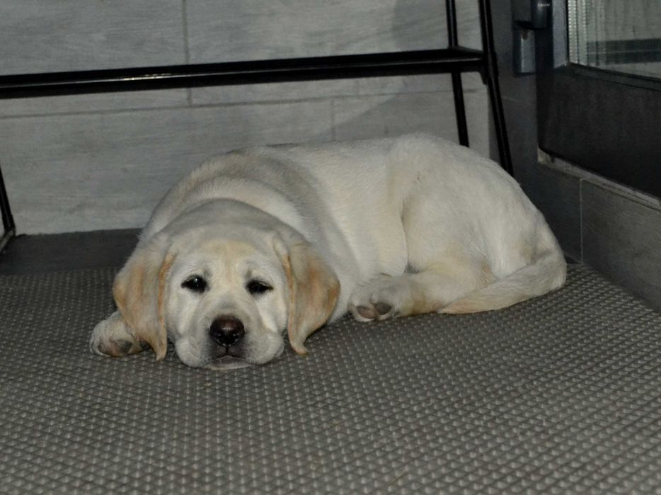 Лабрадор ретривер.Цуценята