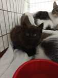 Kto adoptuje Babsi?