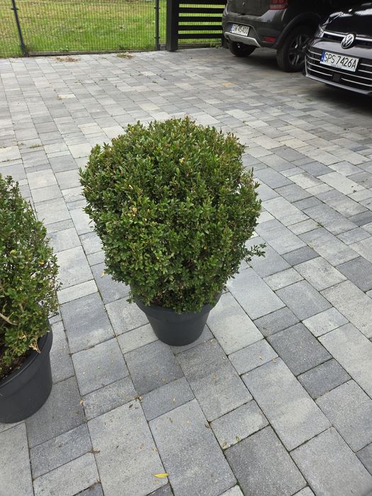 Bukszpan 4 duże 3 mniejsze 80 i 50cm