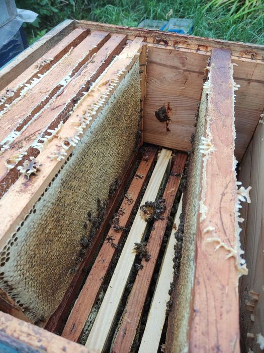 Продам пасіку, бджоли, Вулики,пакети