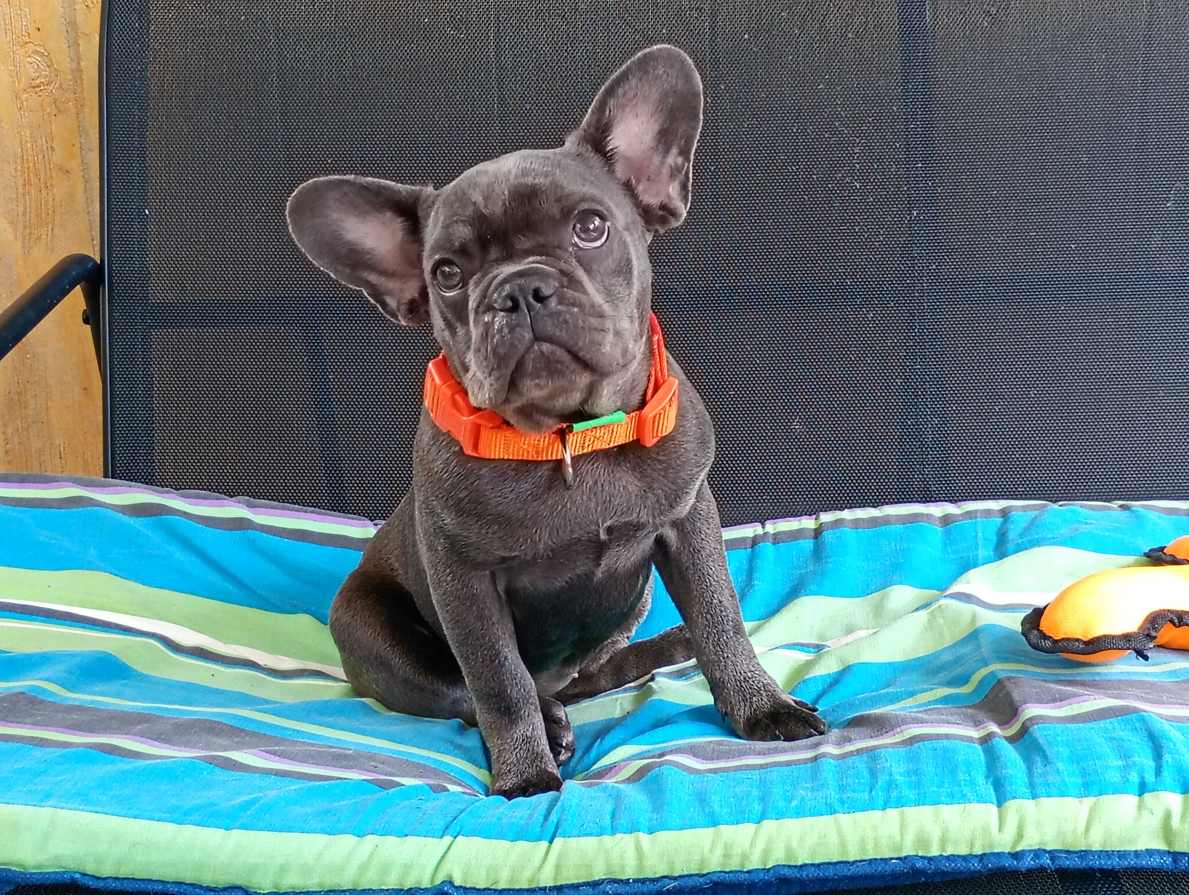 Bulldogue Francês femea