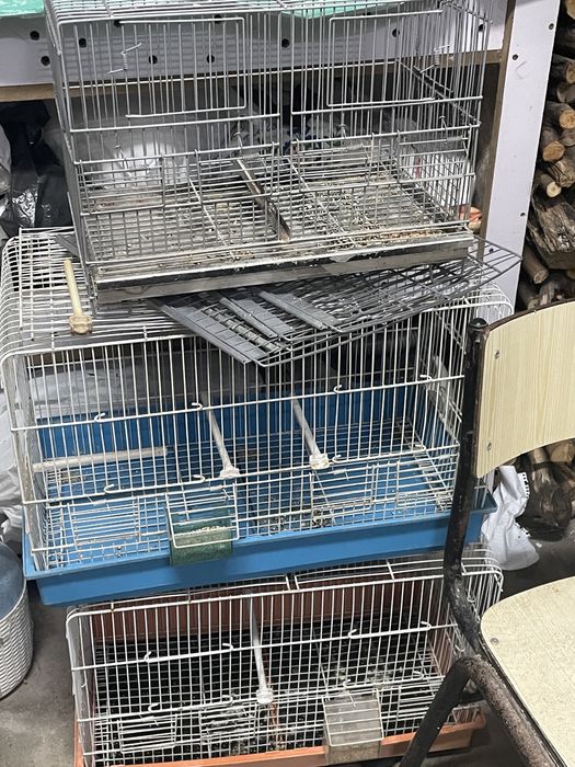 Ultimos 3 casais de periquiros + gaiolas