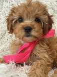 Cavapoo  fajna suczka