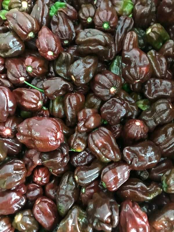 10 Sementes Pimenta Malagueta Habanero CHOCOLATE