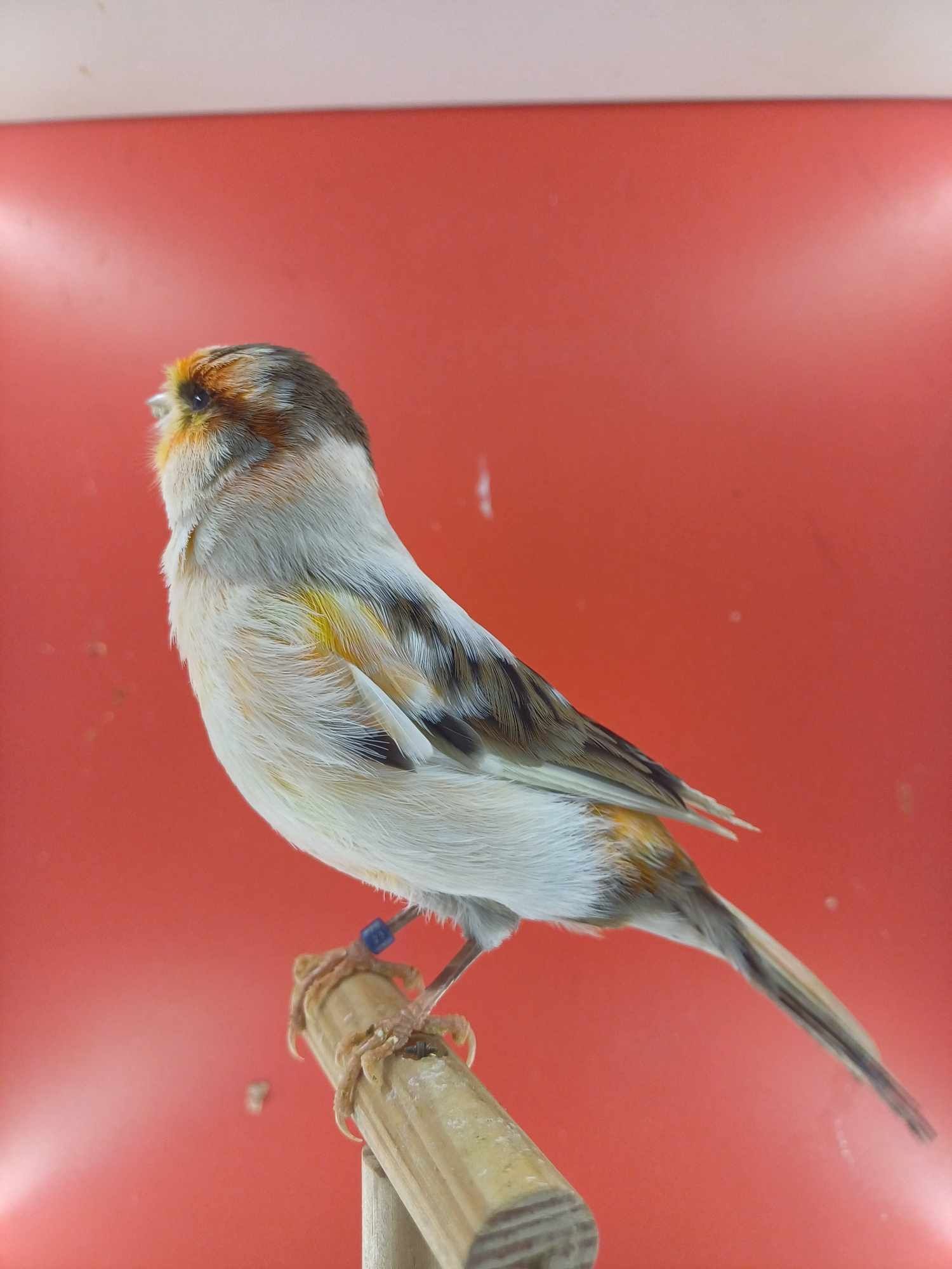 Kanarek ptak samczyk