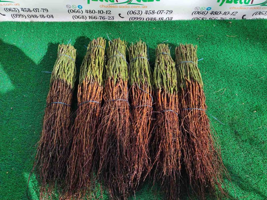 Продаю підвой/щепи: Магалепка, Шипшина, Жердель, Дюсен, Алича та інше.