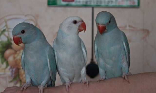Индиские голубые ожереловые птенцы домашнего разведения