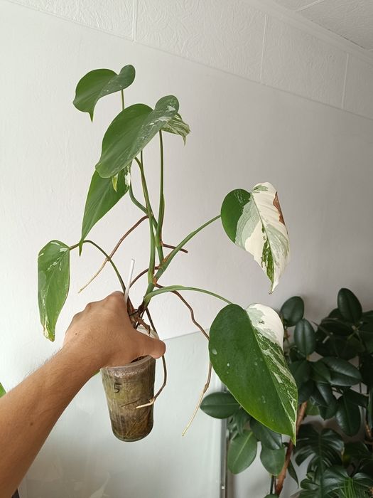 Monstera Variegata
