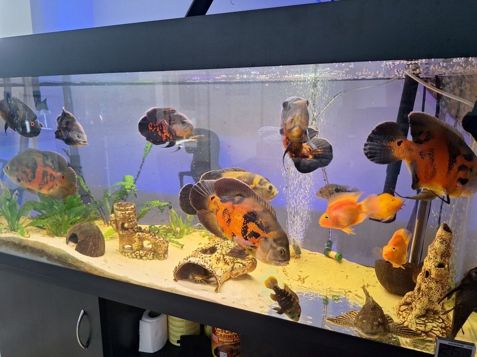 Pielęgnica pawiooka