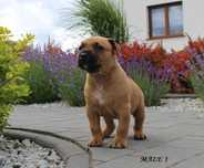 Amstaff szczeniak