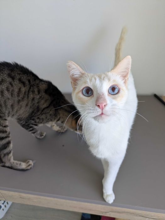 Tico & Teco dois amigos inseparáveis para adoção CONJUNTA