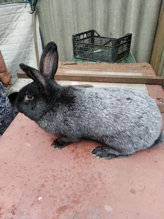 кролики полтавське срібло.