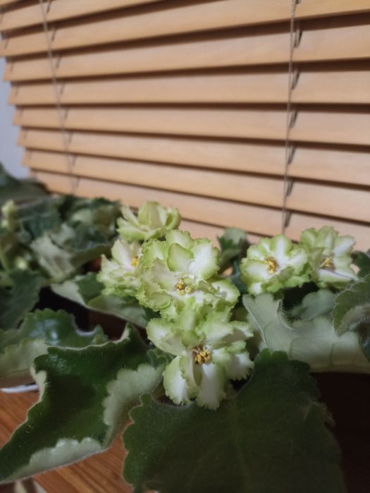 Фіалка (сенполія) свіжозрізані листочки