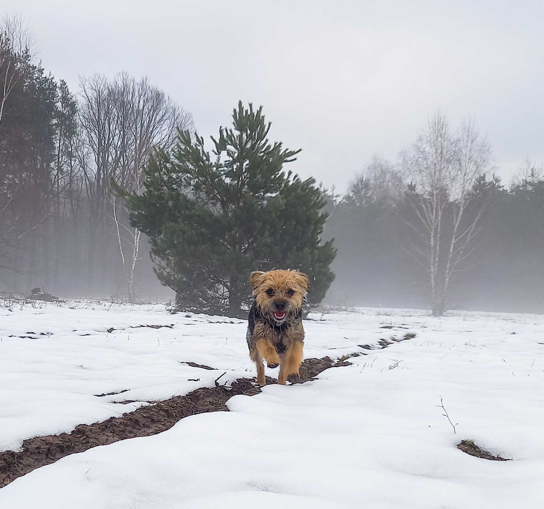 Border Terrier FCI, ZKwP - REZERWACJA 2024 - domowa hodowla