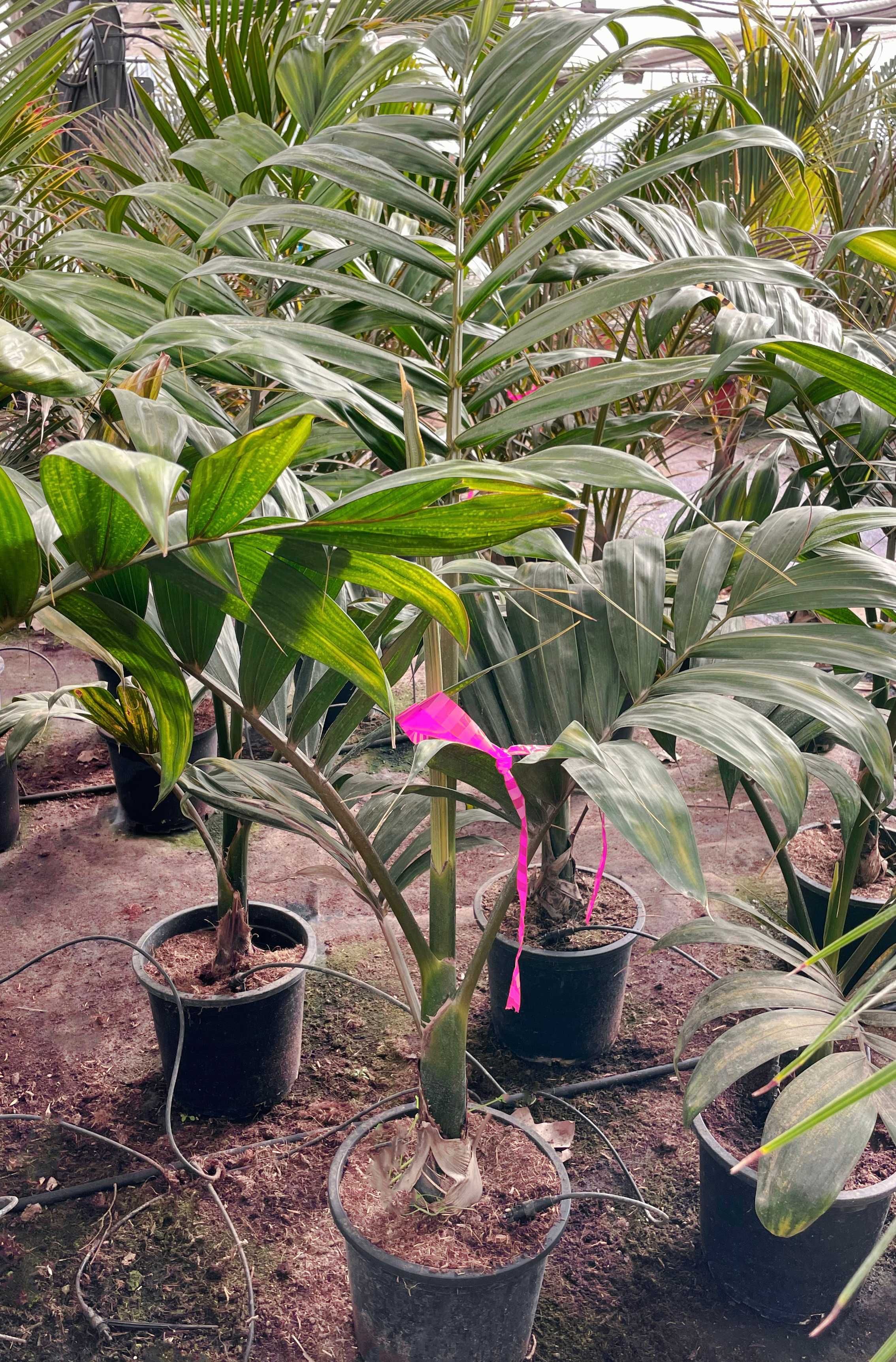 Palma tropikalna do domu, na taras , Chambeyronia - Miotacz ognia
