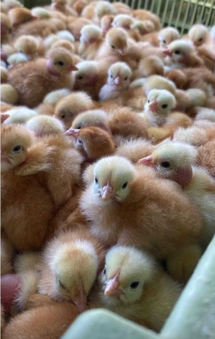 Kаченят та Муларді