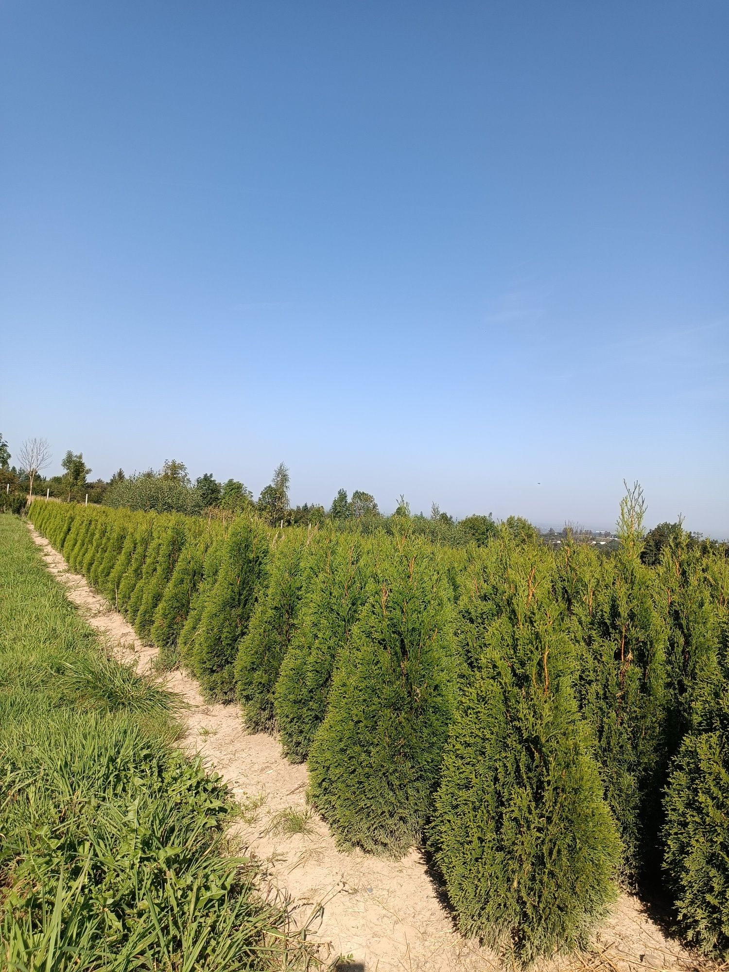 PROMOCJA TUJA Szmaragd 100-120 cm thuja smaragd