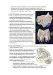 Notatki/ streszczenia z osteologii anatomii człowieka
