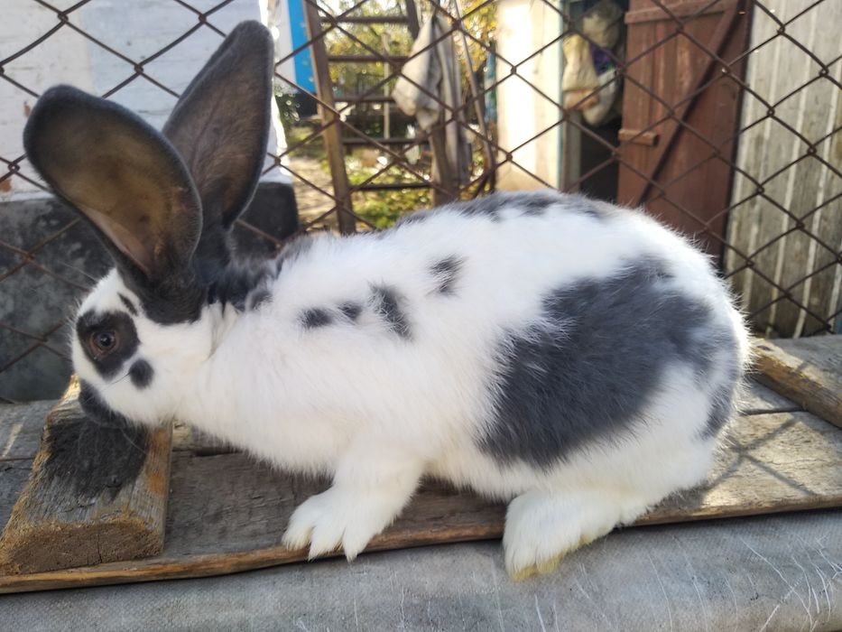 Кролиця. Кролі. Кролята. Кролик