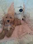 Suczka cockapoo mama cocker spaniel tata pudel toy badania genetyczne