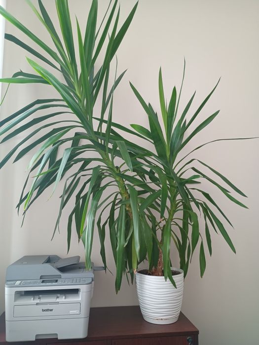 Juka domowa, duża 1,8m, z donicą, odbiór własny