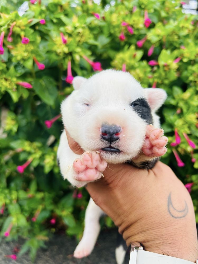 Excelente menio border collie
