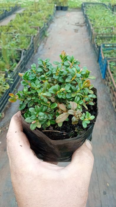 Брусниця садова ін-вітро