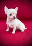 Suczka Chihuahua