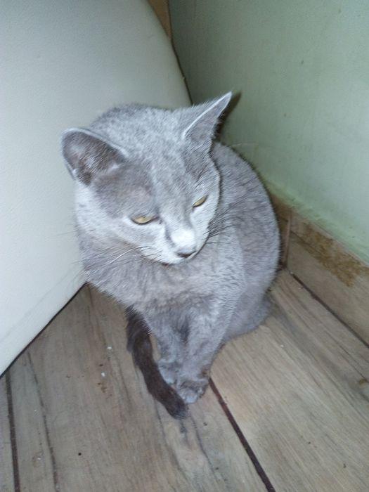 Kocurek rosyjski niebieski