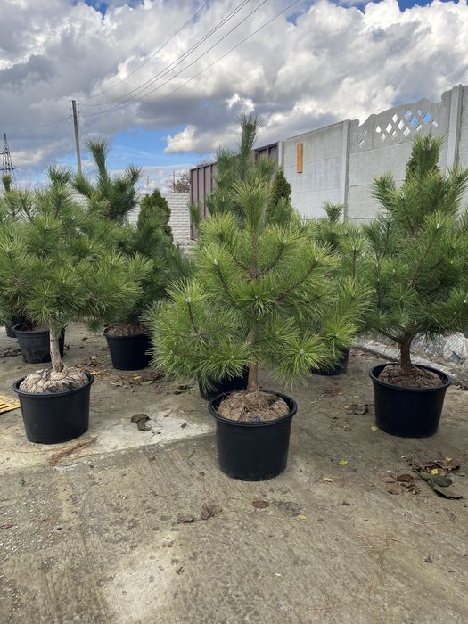 Сосни та ялинки в горщиках