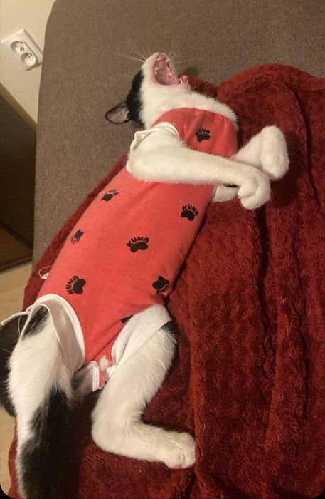 Oreo - słodka kotka do adopcji