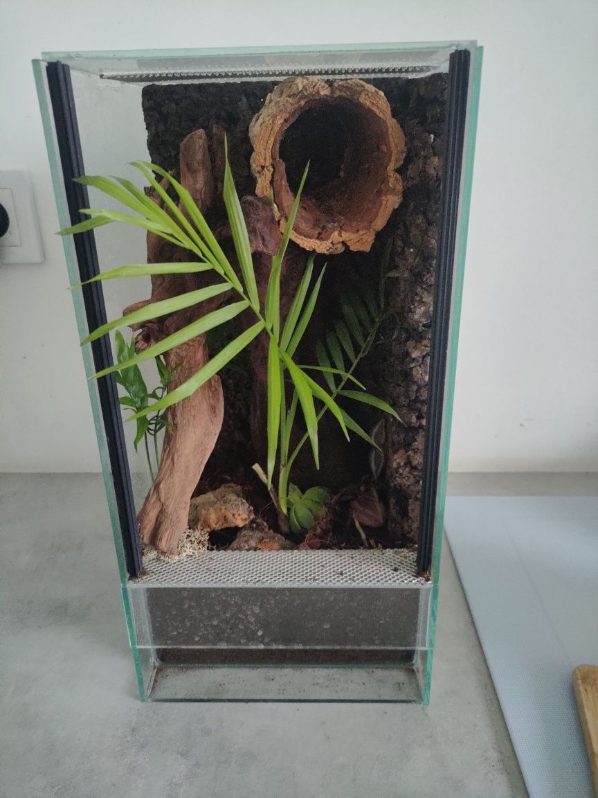 Terrarium z aranżacją 40x20x20