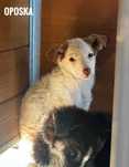 Szczeniak sunia do adopcji