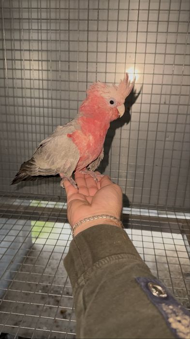 Cacatua Galah macho de 2025 – portador de Lutino, criada à mão