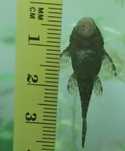Zbrojniki Ancistrus
