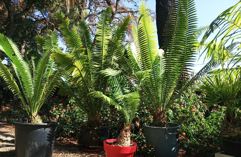 Palmeira de goma ou Dioon spinulosum