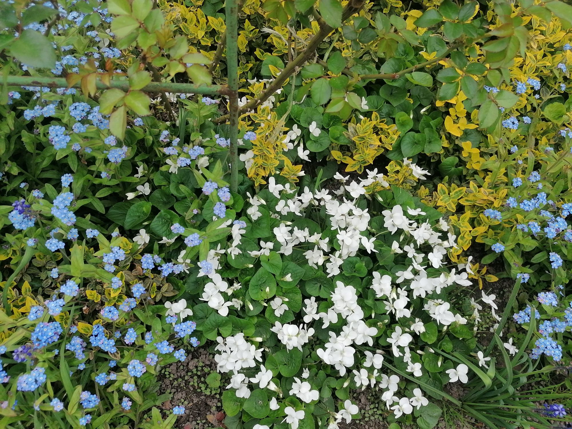 Фіалка садова біла