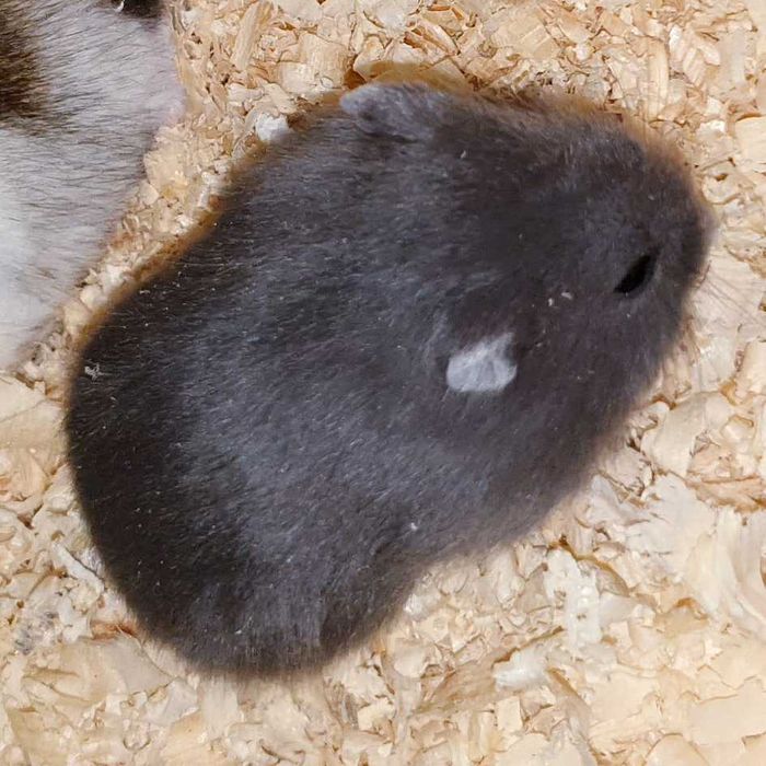 Маленькие ручные джунгарские хомяки черный сапфир. Центр