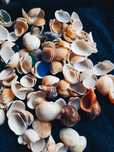 Ракушки с черного моря любые для хэндмэй