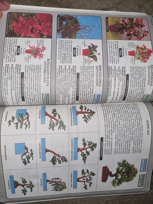 Комнатное цветоводство.  Все о комнатных растениях. Хессайон