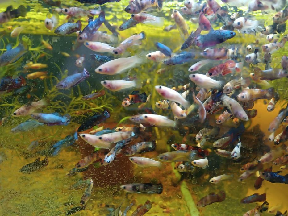 Продам петухов кои