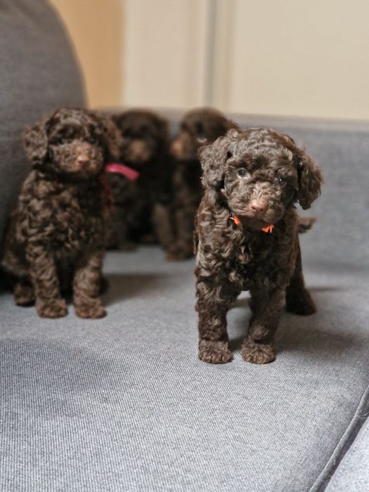 Пудель    ШОКОЛАД   дівчатка