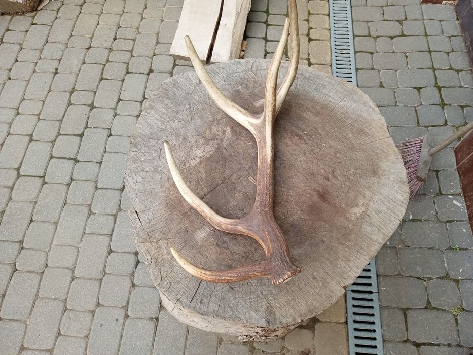 Skupuje  Poroże jelenia