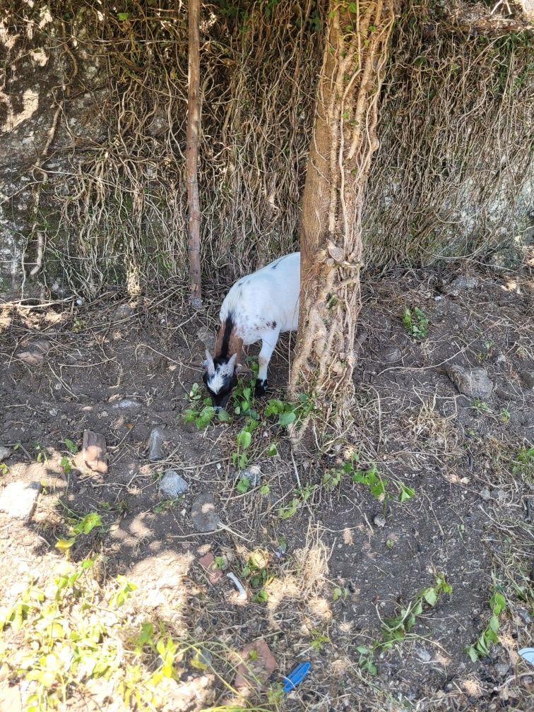Macho 5 meses raça pequena meiga