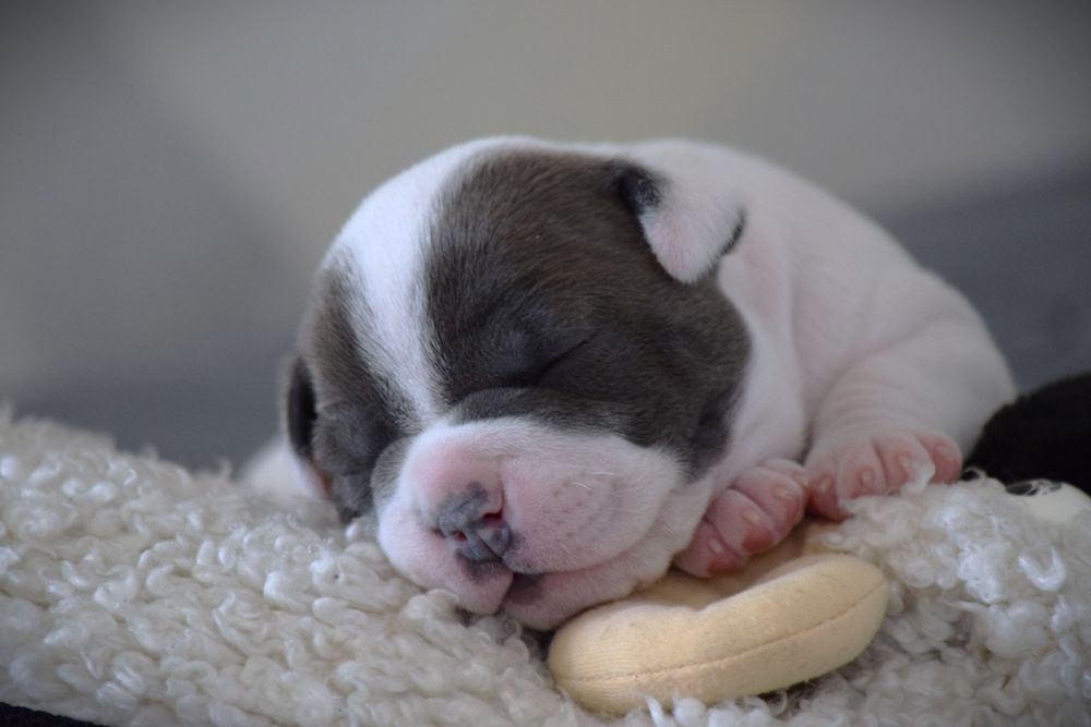 Щенок по имени Tutti-Frutti