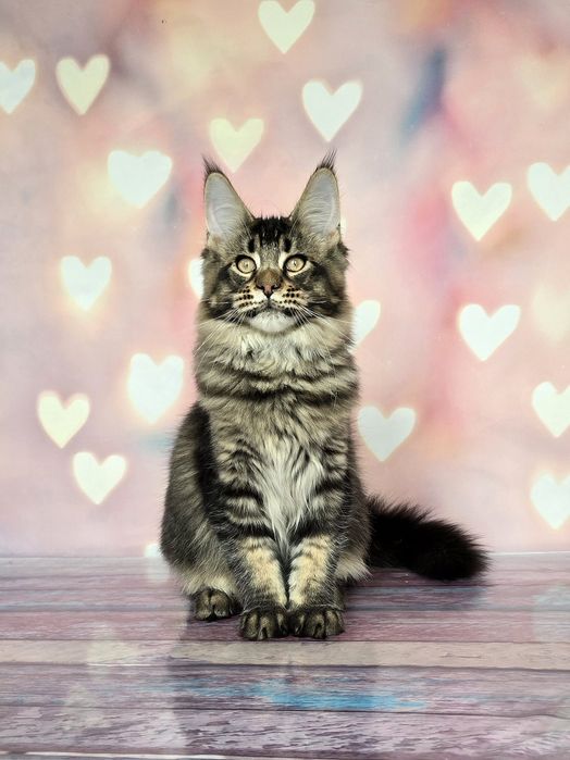 Котёнок мейн-куна мальчик