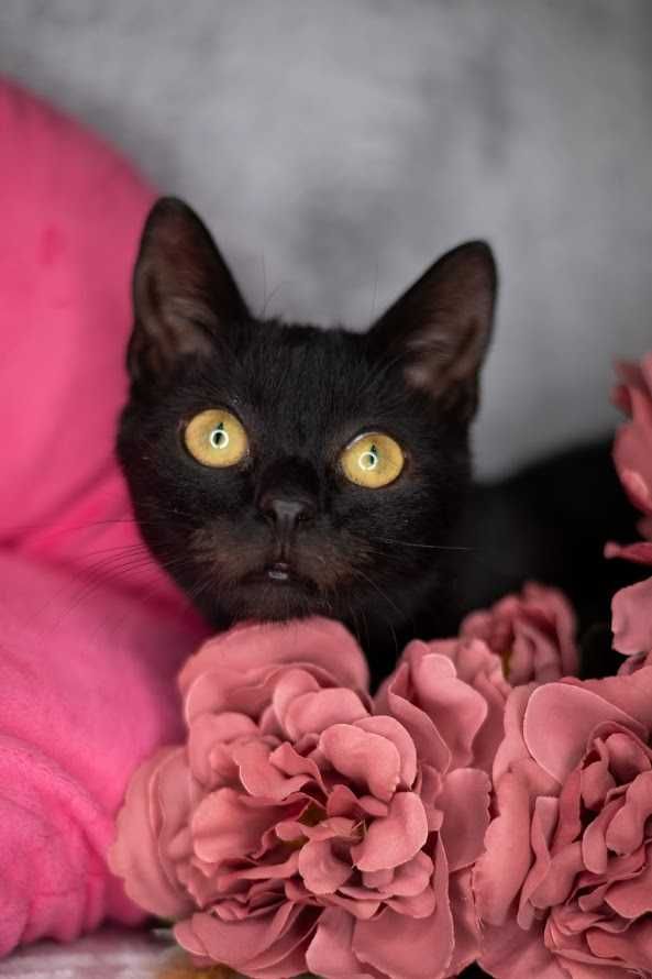 CHEETOS i OJLA - do wspólnej adopcji młode kotki