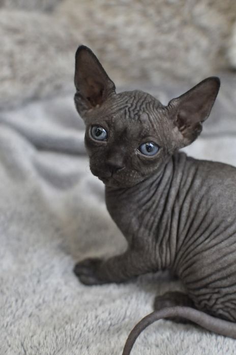 Czarny Kocurek sfinks