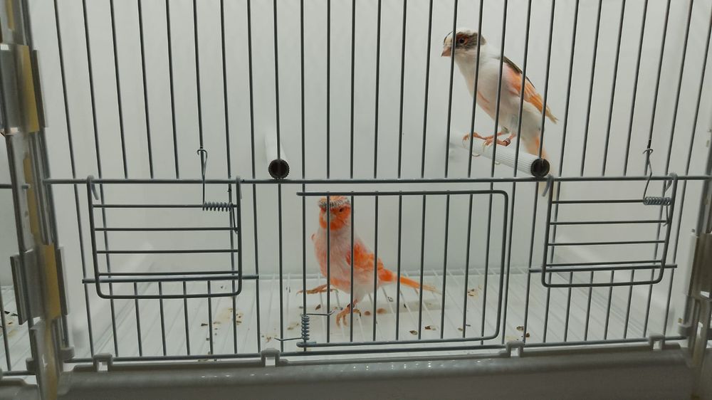 Kanarek kanarki arlekiny portugalskie 2024