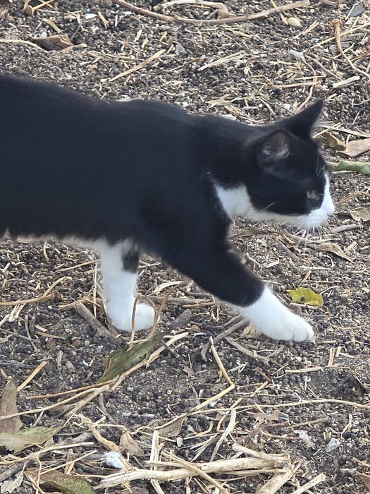 Gatinhos  para adoção